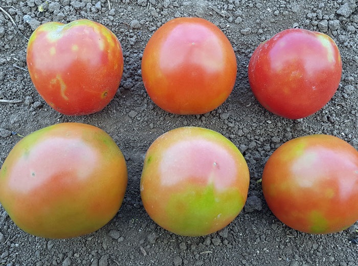 Tomatoes affected by ToBRFV