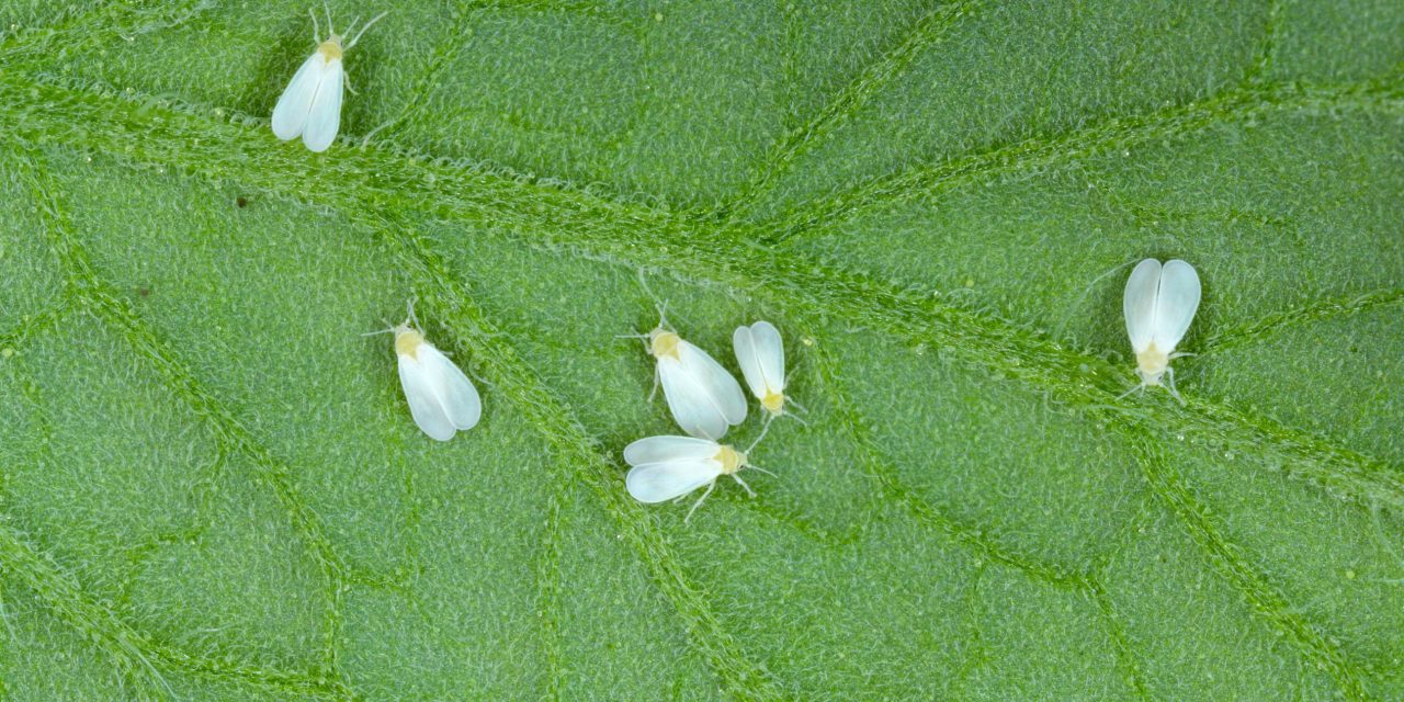 New tool Eggsplorer innovates whitefly counting & determination of plant-insect resistance