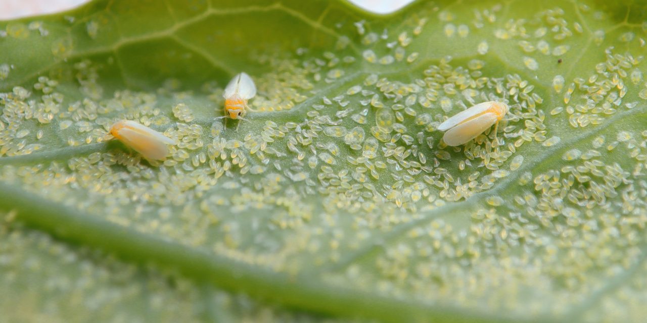 Incredible facts about Whiteflies