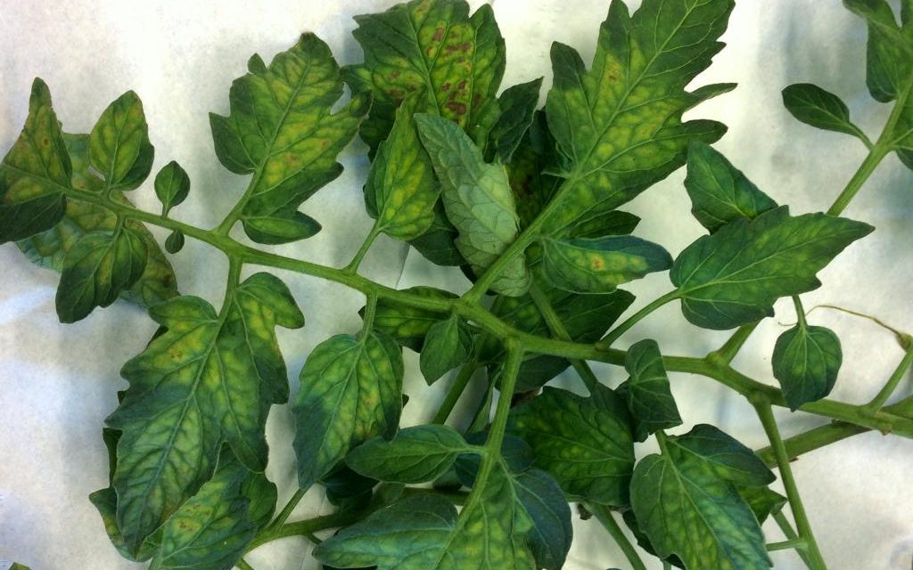 Plant research glimpse: New study provides insights into gene expression dynamics in tomato plants infected with Tomato chlorosis virus